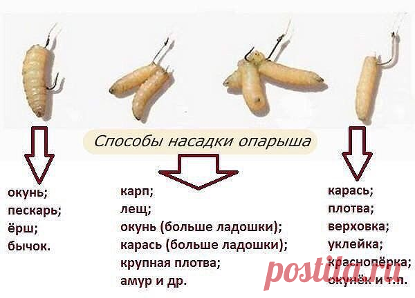 Способы насадки опарыша.