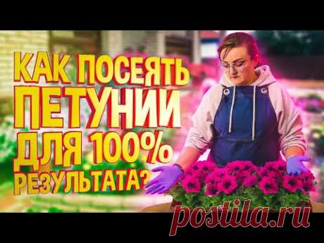 ПЕТУНИИ: САМЫЙ ДЕТАЛЬНЫЙ ПОСЕВ