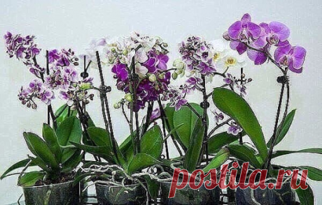 #СадоводствоЦветоводствоАрки

 ОРХИДЕЯ ФАЛЕНОПСИС: КАК УХАЖИВАТЬ КРУГЛЫЙ ГОД. 
 
Январь 
Полив фаленопсиса значительно уменьшаем, так как летом, растения потребляют меньше воды. Это вызвано тем, что зимой дни короче, чем летом. Если режим полива не откорректировать относительно времени года, то возможен застой влаги и возникновение грибковых заболеваний. Даже в солнечные дни поливать дополнительно не рекомендуют. 
Если в доме центральное отопление, то стараемся повышать вл...
