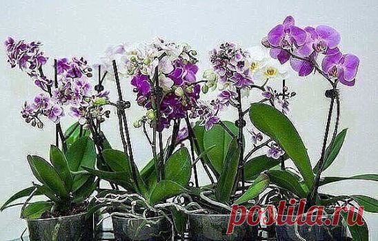 #СадоводствоЦветоводствоАрки

 ОРХИДЕЯ ФАЛЕНОПСИС: КАК УХАЖИВАТЬ КРУГЛЫЙ ГОД. 
 
Январь 
Полив фаленопсиса значительно уменьшаем, так как летом, растения потребляют меньше воды. Это вызвано тем, что зимой дни короче, чем летом. Если режим полива не откорректировать относительно времени года, то возможен застой влаги и возникновение грибковых заболеваний. Даже в солнечные дни поливать дополнительно не рекомендуют. 
Если в доме центральное отопление, то стараемся повышать вл...