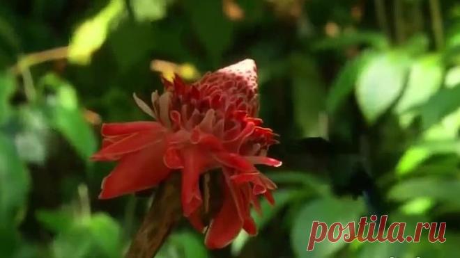 Красота под прекрасную музыку. Всем добра. От Любови Горбань-Акафьевой