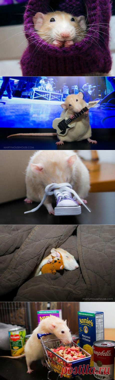 Захватывающие приключения очаровательного крысёнка Марти