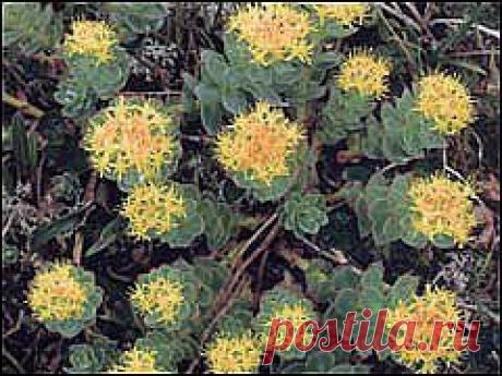 РОДИОЛА РОЗОВАЯ (Rhodiola rosea L) (Золотой корень) – многол.  (выдерживает –30 °С). Неврозы, гипотония, вегетососудистая дистония, печень, импотенция, при утомлении, улучшает память и внимание, стимулирует центральную нервную систему.   100 г сухих корней – 180 руб., 1 саж. - 200 руб. Вышлю каталог растений. Пишите kippiep@mail.ru