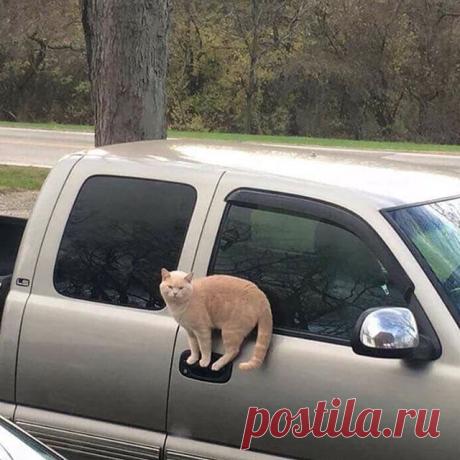 18 котов, которые плевать хотели на законы физики