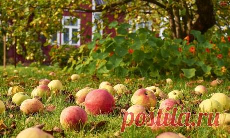 В садах появляется опасная падалица