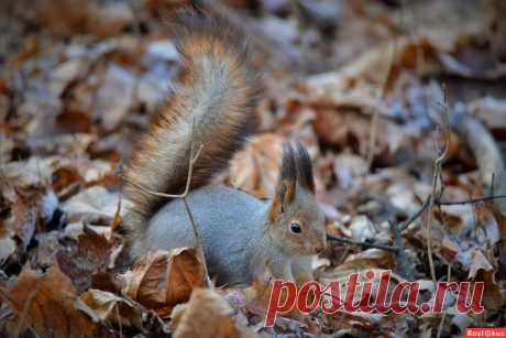 Фото: Белка. Фотограф Константин Анисимов. Фото животных - Фотосайт Rasfokus.ru