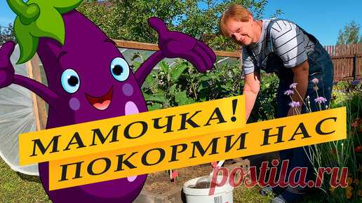 Обязательная подкормка для баклажанов. | Просто Марина | Дзен