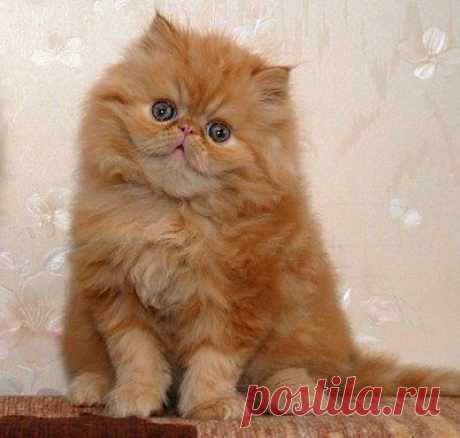 (99) Одноклассники