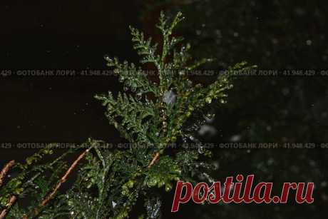 Close-up of frozen evergreen plant branch in dark cold snowy winter night. Nature background. Стоковое фото, фотограф Ilaronsia / Фотобанк Лори