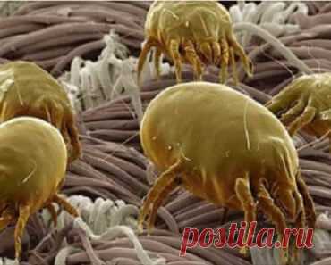 Невидимая угроза — постельный клещ. Очищаем матрас от паразитов за 5 минут. - Калейдоскоп событий После такой очистки, матрас будет как новый и без угроз для здоровья! Мы предлагаем вам самый простой и лучший способ очистить матрас и устранить клещей и других аллергенов. После этой […]