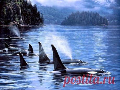 Бабушки-косатки — хранительницы опыта | Все умницы