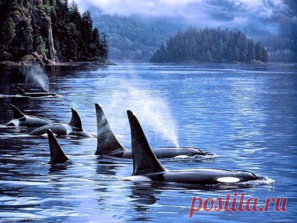 Бабушки-косатки — хранительницы опыта | Все умницы