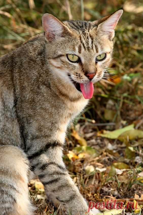African Wildcat | Emdoneni Cheetah Project
