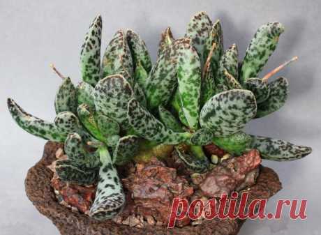 Адромискус Такой суккулент, как адромискус (Adromischus) относится к семейству толстянковые (Crassulaceae). Родом такое растение из Юго-Западной и Южной Африки. Название адромискус образуется от греческих слов т...