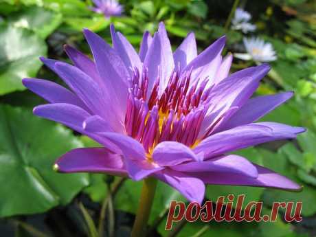 КАКОЙ СЕГОДНЯ ПРАЗДНИК? 6 Августа 2017 г. – Воскресенье • День железнодорожника121 год • День железнодорожных войск РФ21 год • Всемирный день борьбы за запрещение ядерного оружия (День Хиросимы)72 года • День грибного дождя • День огненной воды • Международный день «Врачи мира за мир»37 лет • День работников транспорта - Казахстан • День Воздушных сил Вооруженных сил - Украина • День независимости - Боливия192 года • День независимости - Ямайка • Именины у Бориса, Глеба, Ивана, Романа,…