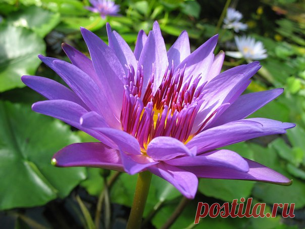 КАКОЙ СЕГОДНЯ ПРАЗДНИК? 6 Августа 2017 г. – Воскресенье • День железнодорожника121 год • День железнодорожных войск РФ21 год • Всемирный день борьбы за запрещение ядерного оружия (День Хиросимы)72 года • День грибного дождя • День огненной воды • Международный день «Врачи мира за мир»37 лет • День работников транспорта - Казахстан • День Воздушных сил Вооруженных сил - Украина • День независимости - Боливия192 года • День независимости - Ямайка • Именины у Бориса, Глеба, Ивана, Романа,…