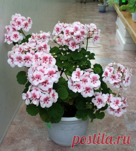 Одноклассники
