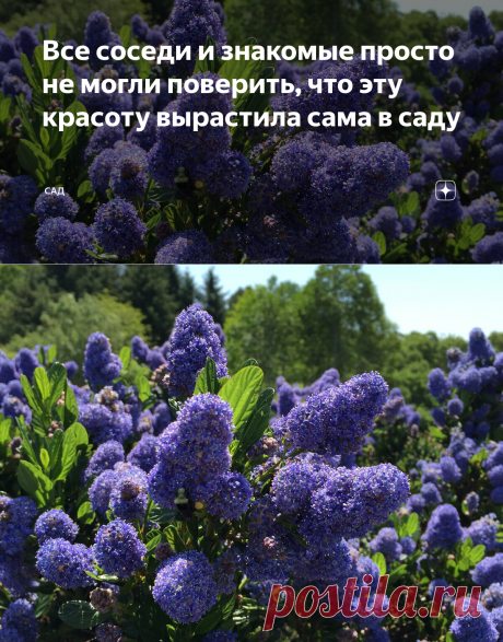 Все соседи и знакомые просто не могли поверить, что эту красоту вырастила сама в саду | САД | Яндекс Дзен