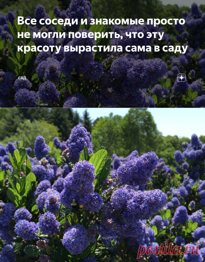 Все соседи и знакомые просто не могли поверить, что эту красоту вырастила сама в саду | САД | Яндекс Дзен