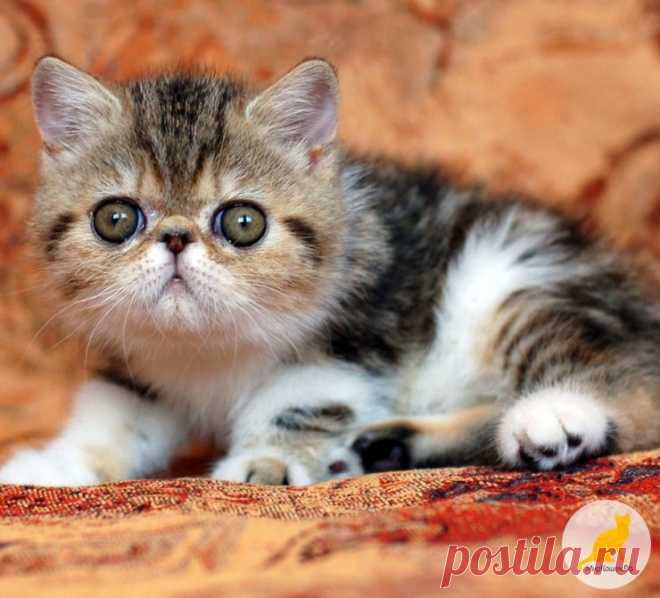 Экзотическая короткошерстная кошка: описание, фото, стандарт, характер - МирКошек.Рф
