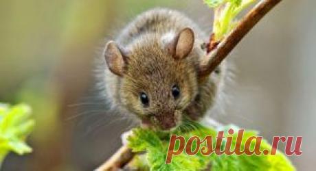 КАК  ОТ КРЫС И МЫШЕЙ С ПОМОЩЬЮ ТРАВ