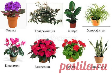 Подборка материала #ОБУЧЕНИЕ@roditeli_i 
"КОМНАТНЫЕ РАСТЕНИЯ"