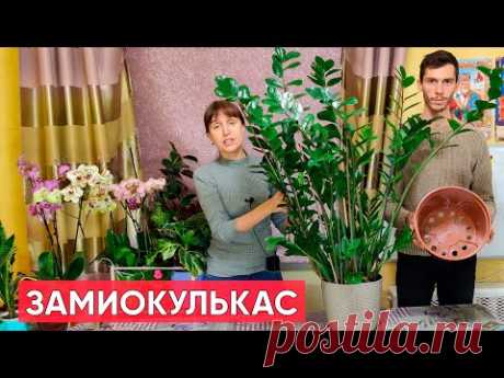 Пересадка большого замиокулькаса. Какой горшок и грунт выбрать для пересадки