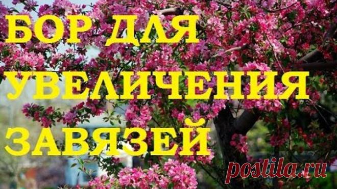 Борная кислота для увеличения завязей.