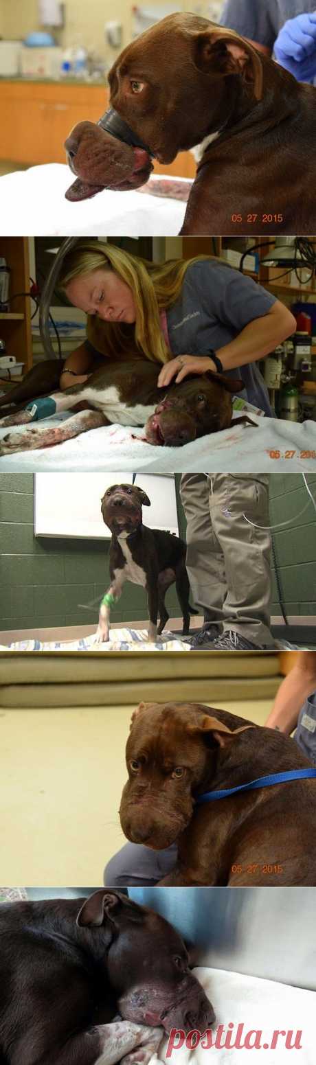 Издевался над собакой с помощью изоленты Люди - нелюди. | Все о наших питомцах