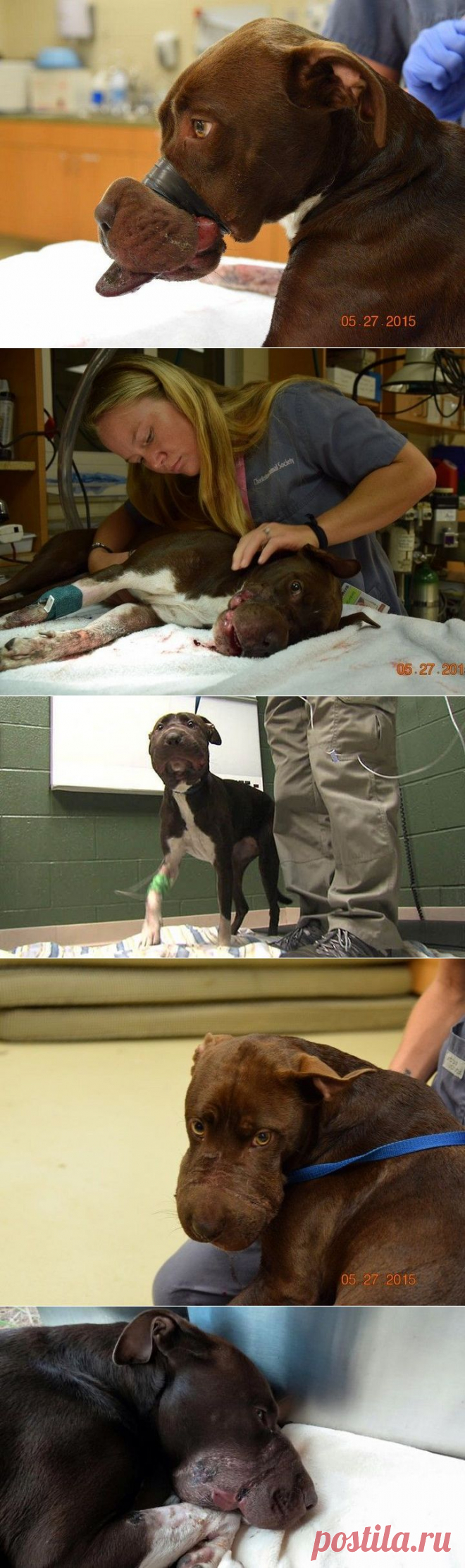 Издевался над собакой с помощью изоленты Люди - нелюди. | Все о наших питомцах