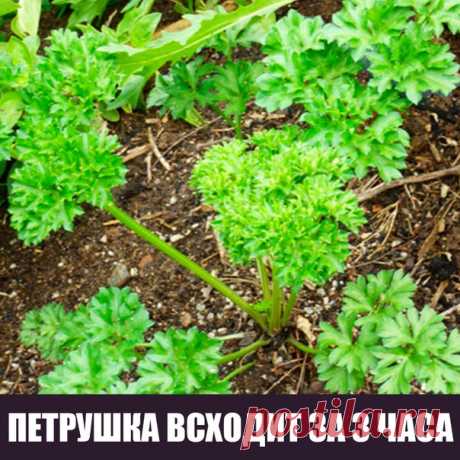 Большинство дачников знают что петрушка всходит довольно долго.
А знаете ли вы, что петрушку можно вырастить буквально в течение 3 часов .Размочите семена петрушки в свежем молоке и, трижды посыпав предназначенную для посева землю негашеной и мелкотертой известью, высадите в нее подготовленные семена, землю немного смочите сверху (не проливая глубоко) водой. 
Через 3 часа появятся всходы..
