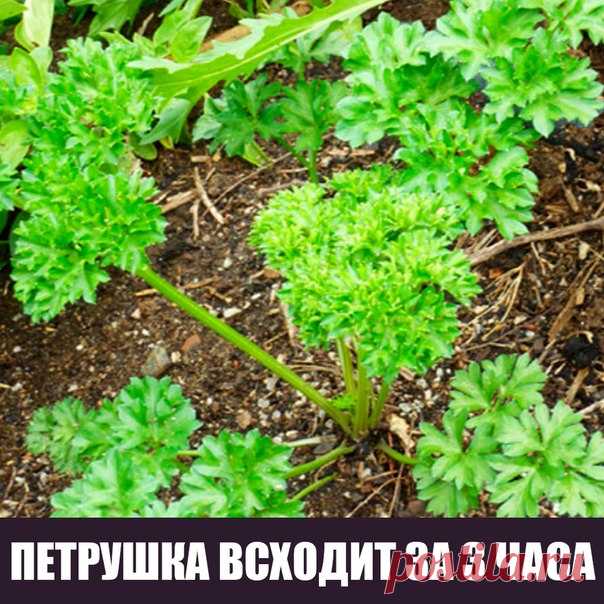 Большинство дачников знают что петрушка всходит довольно долго.
А знаете ли вы, что петрушку можно вырастить буквально в течение 3 часов .Размочите семена петрушки в свежем молоке и, трижды посыпав предназначенную для посева землю негашеной и мелкотертой известью, высадите в нее подготовленные семена, землю немного смочите сверху (не проливая глубоко) водой. 
Через 3 часа появятся всходы..