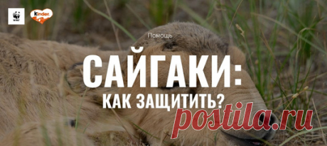 Сайгакам угрожает немало опасностей: это и браконьеры, которые истребляют самцов ради их рогов (абсолютно бесполезных, но считающихся ценными в китайской традиционной медицине), и опустынивание, и степные пожары, и даже пастбищное животноводство. В нашем классном спецпроекте о степных антилопах рассказали, что делают WWF и KinderⓇ, чтобы спасти их и сохранить. Да там и в других разделах много интересного! Заглядывайте, если для вас сайгак – это какое-то непонятное рогатое животное из поговорки…
