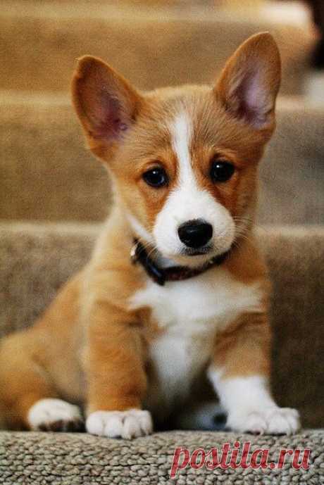 Найдено на сайте greedypuppy.info.