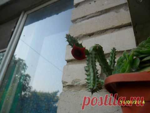 Вот что я обнаружила. | Любим комнатные , живую природу и не только...