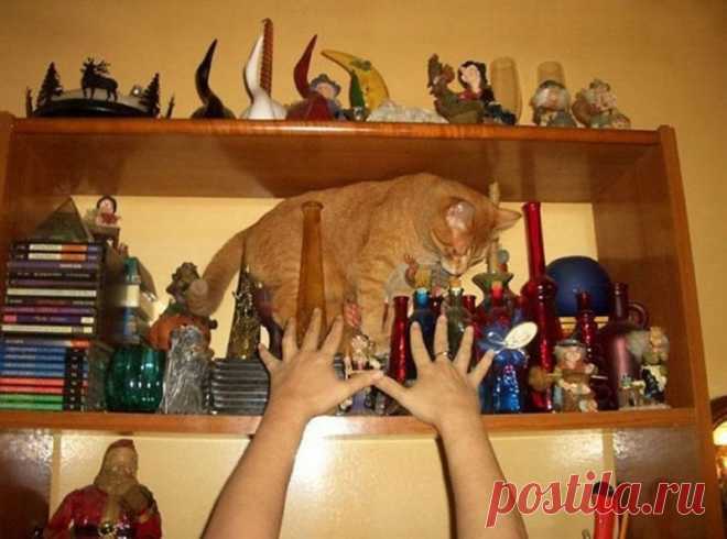 Почему я не очень люблю котов?