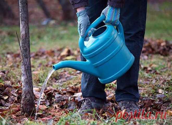 Не жалейте воды, напоите свой сад