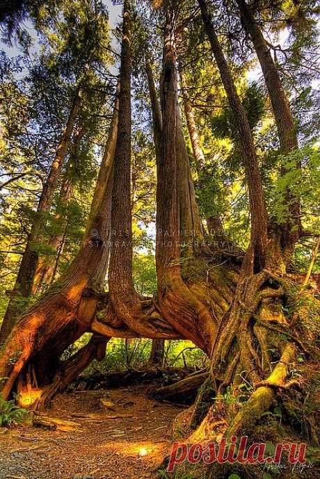 легенда о дереве