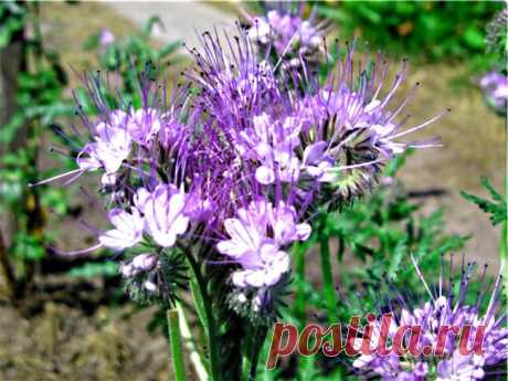 Сидераты осенью: сеем правильно