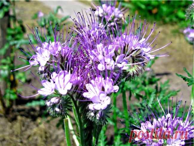 Сидераты осенью: сеем правильно