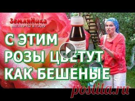 Розы будут цвести всё лето если подкормить их супер средством. Касторовое масло для роз. Розы обретут новую силу и цветение будет в два, а то и в три раза интенсивнее! Этот метод рекомендован профессиональными садоводами, экспертами цветов...