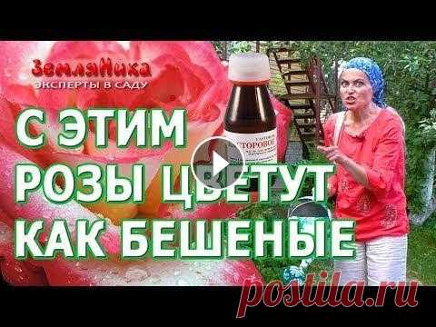 Розы будут цвести всё лето если подкормить их супер средством. Касторовое масло для роз. Розы обретут новую силу и цветение будет в два, а то и в три раза интенсивнее! Этот метод рекомендован профессиональными садоводами, экспертами цветов...