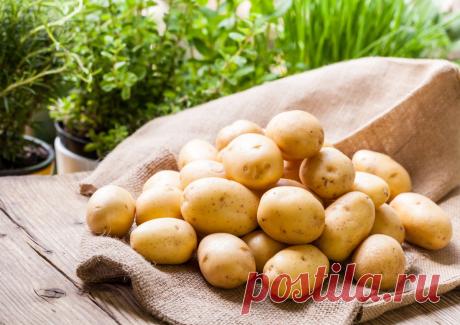 Профилактика и методы борьбы с картофельной нематодой &amp;raquo; Женский Мир