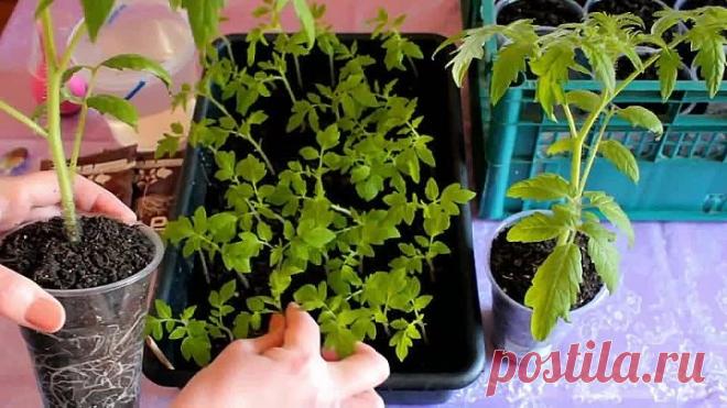 ЛУЧШАЯ ПИКИРОВКА ВЫТЯНУТЫХ ТОМАТОВ! БЫСТРОЕ УКОРЕНЕНИЕ И ПРИЖИВАЕМОСТЬ