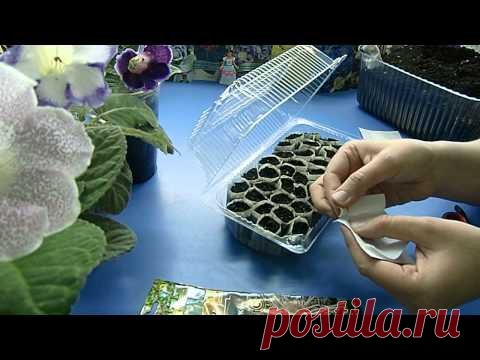 Рассада в чайных пакетиках.
