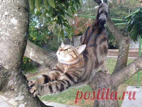 Солнечный день! | KotoMail.ru
Полосатый гимнаст.