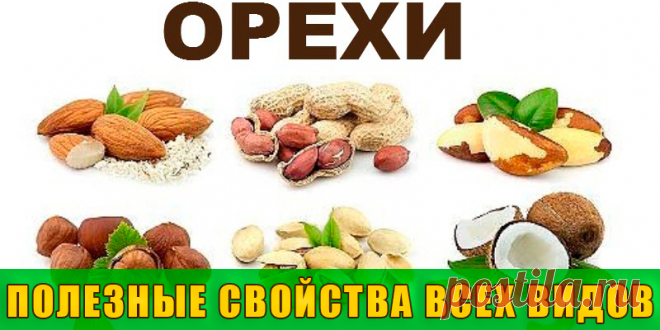 Полезные свойства орехов | Полезные советы