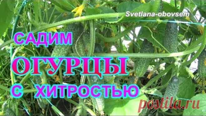 ПОСАДКА ОГУРЦОВ С ХИТРОСТЬЮ для большого урожая .МАЛЕНЬКИЙ СЕКРЕТИК .