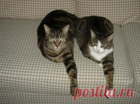 Коты-синхронисты