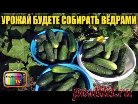 ПОСАДИВ ЭТИ СОРТА И ГИБРИДЫ ОГУРЦОВ В 2020г  УРОЖАЙ БУДЕТЕ СОБИРАТЬ ВЁДРАМИ